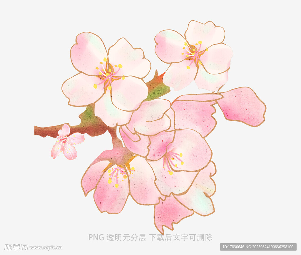 粉色樱花枝头绽放