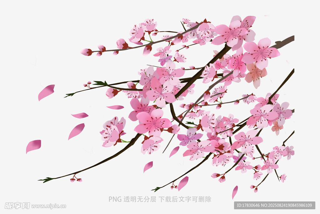 粉色烂漫樱花枝