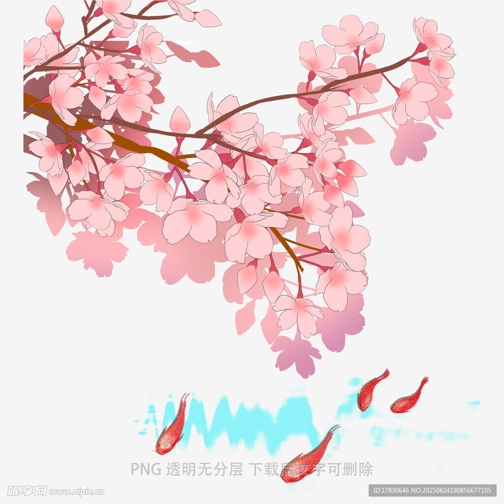 粉色樱花枝与水中红鱼