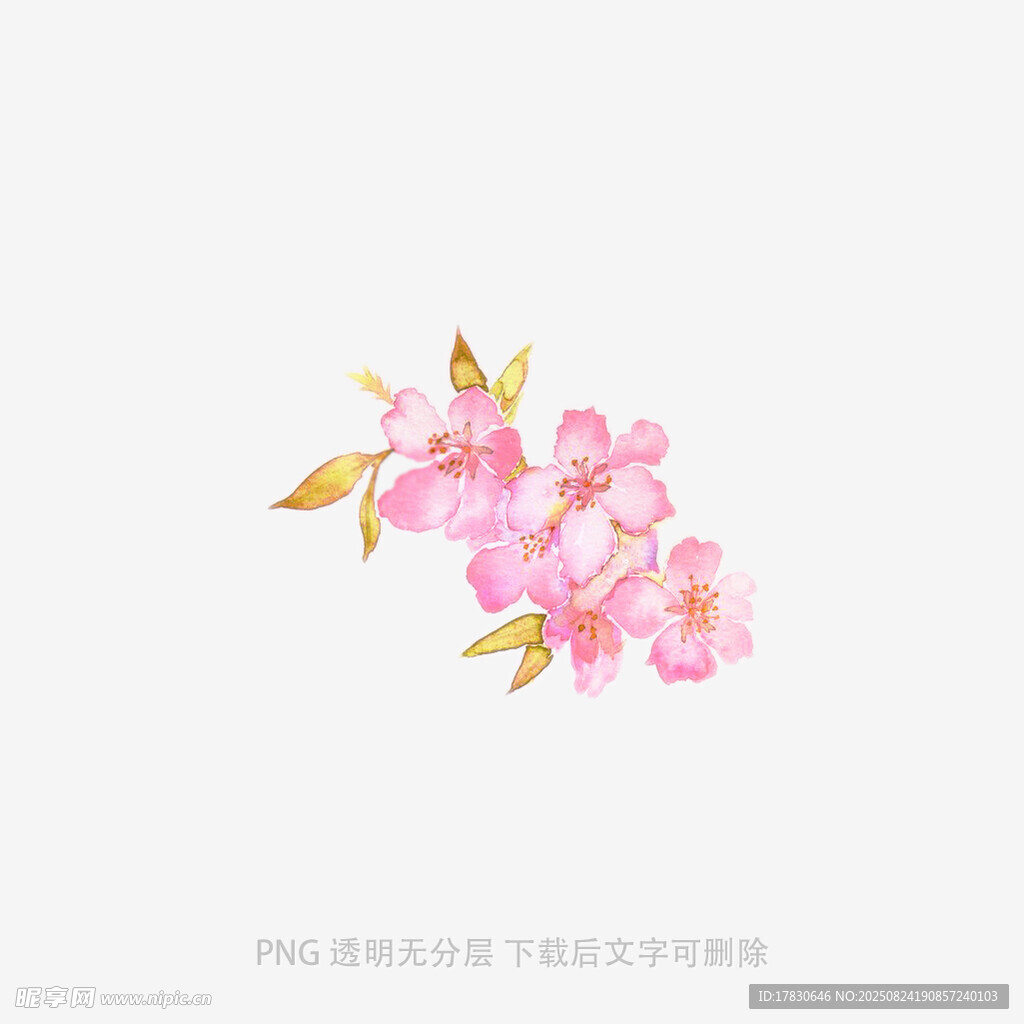 手绘粉色樱花花枝图案