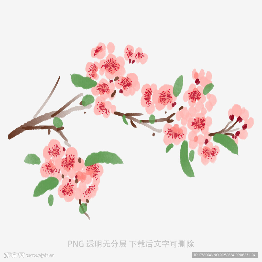 粉色樱花枝插画