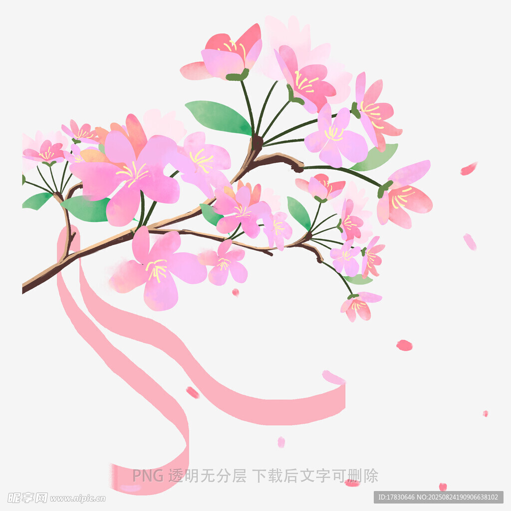 粉色樱花枝与飘带插画
