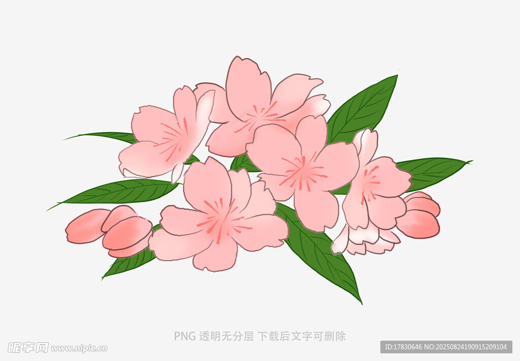 粉色花朵插画