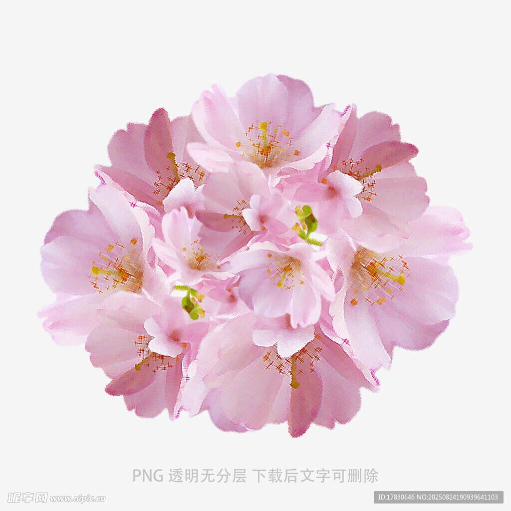 粉色樱花特写