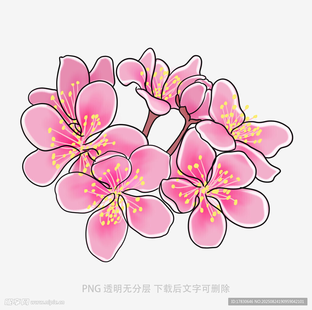 粉色鸡蛋花插画图案