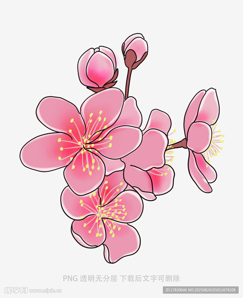 手绘粉色绽放桃花枝