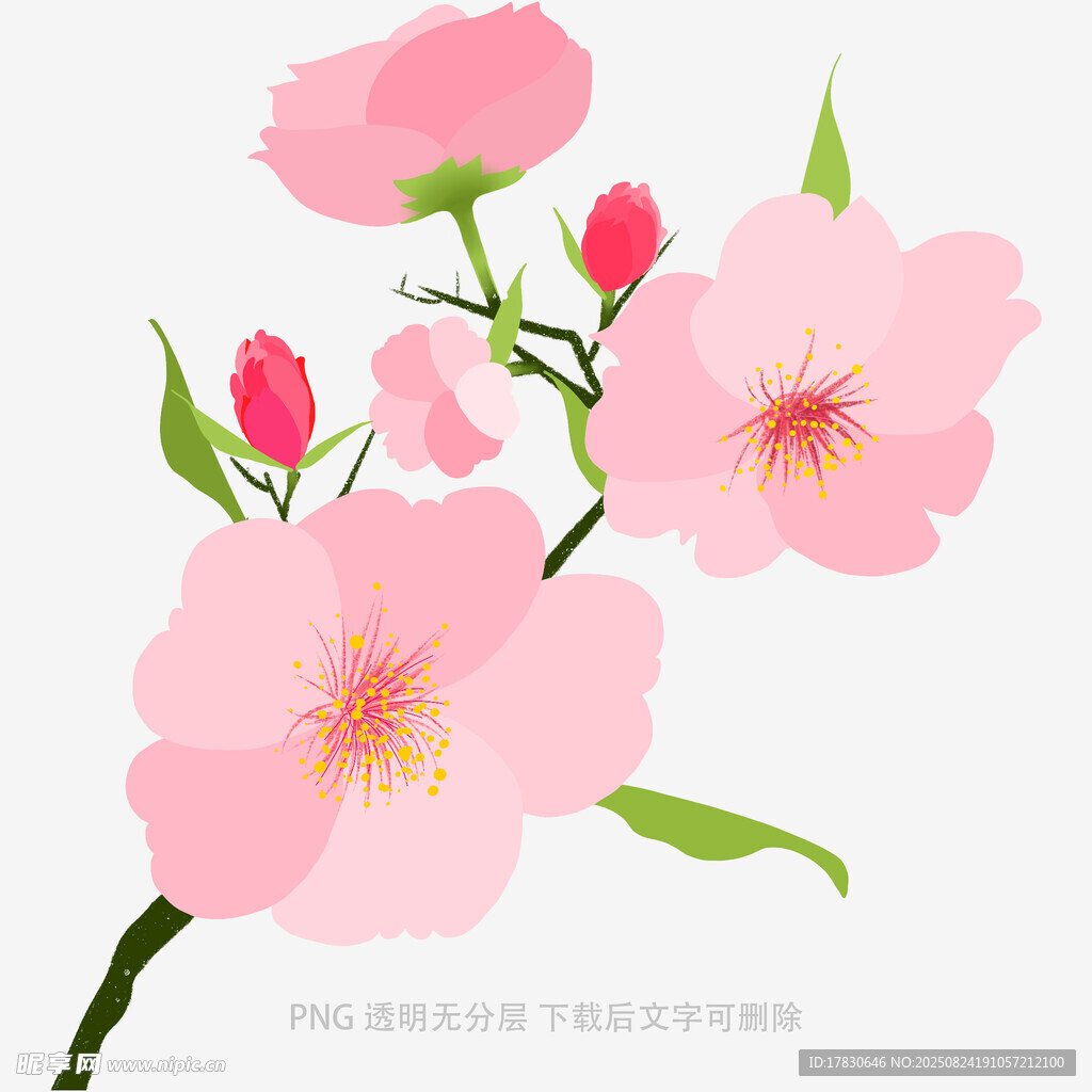 粉色桃花枝插画
