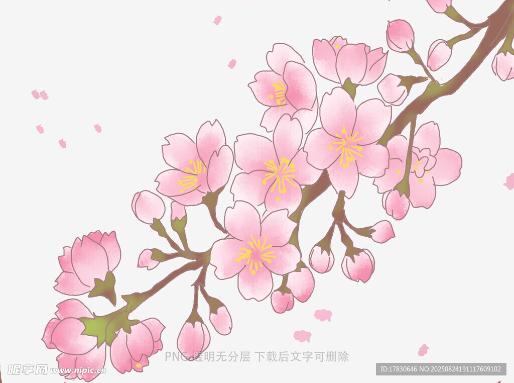 粉色樱花枝条插画