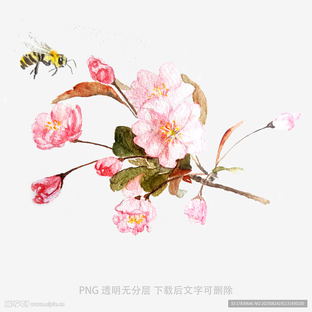 手绘粉色樱花与蜜蜂画面