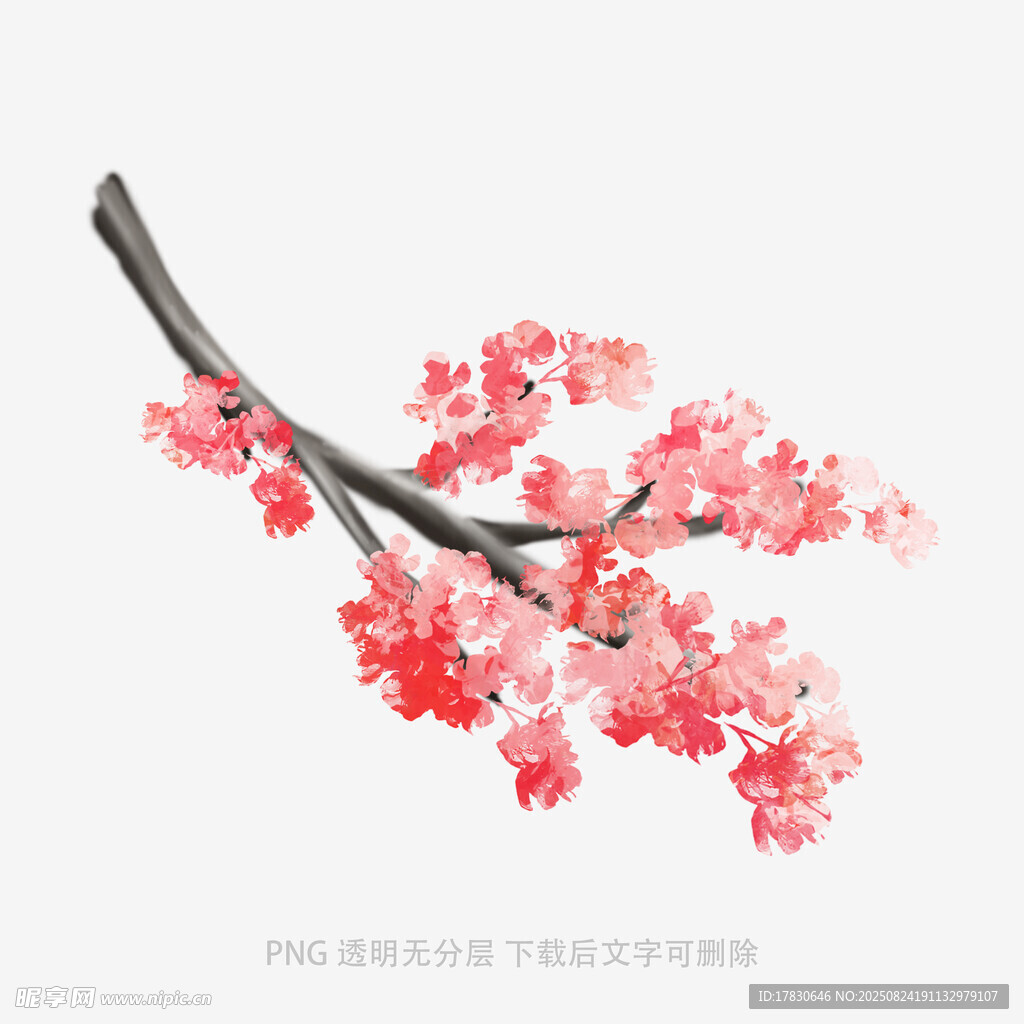 枝头绽放的娇艳红樱花