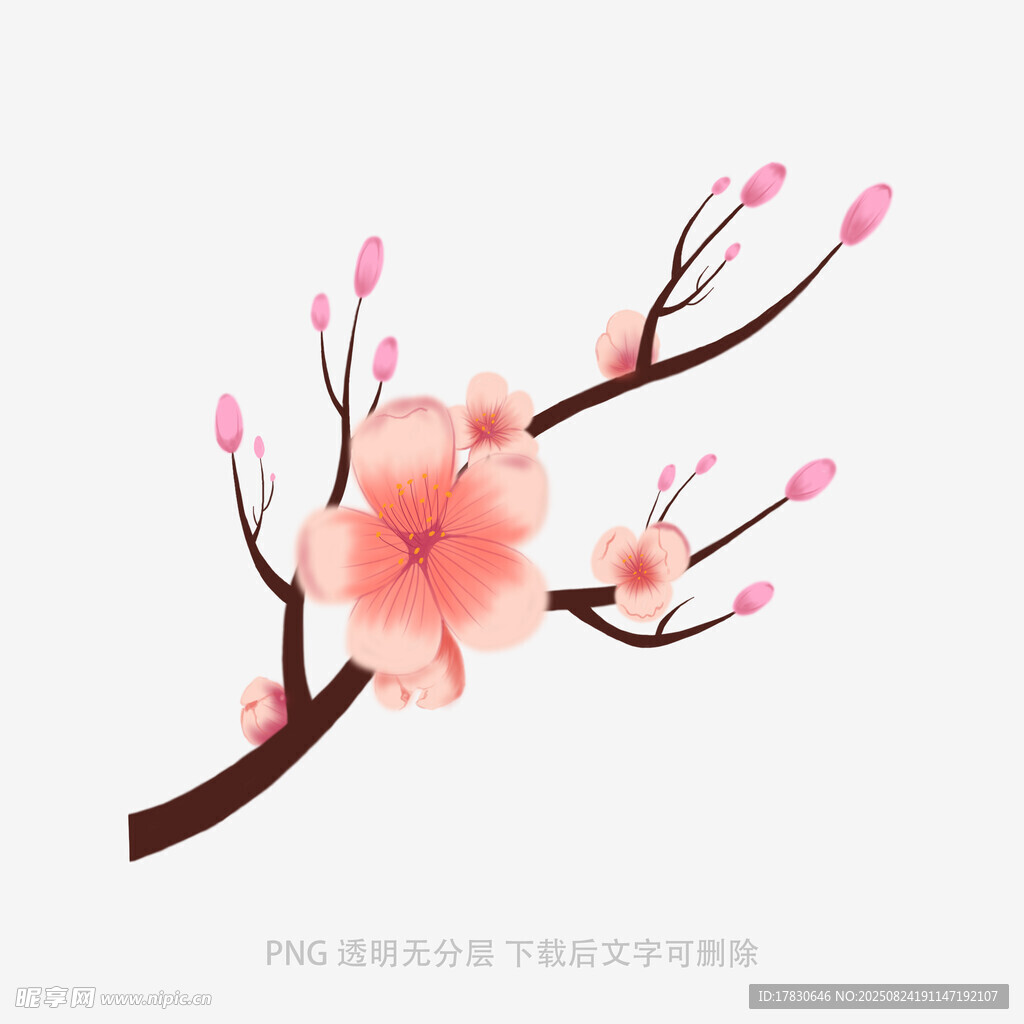 粉色桃花枝插画