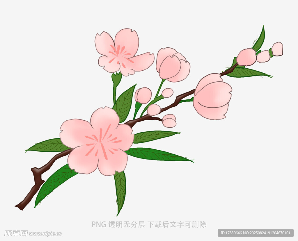 粉色桃花枝