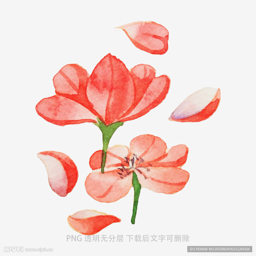 手绘绽放的红色花朵
