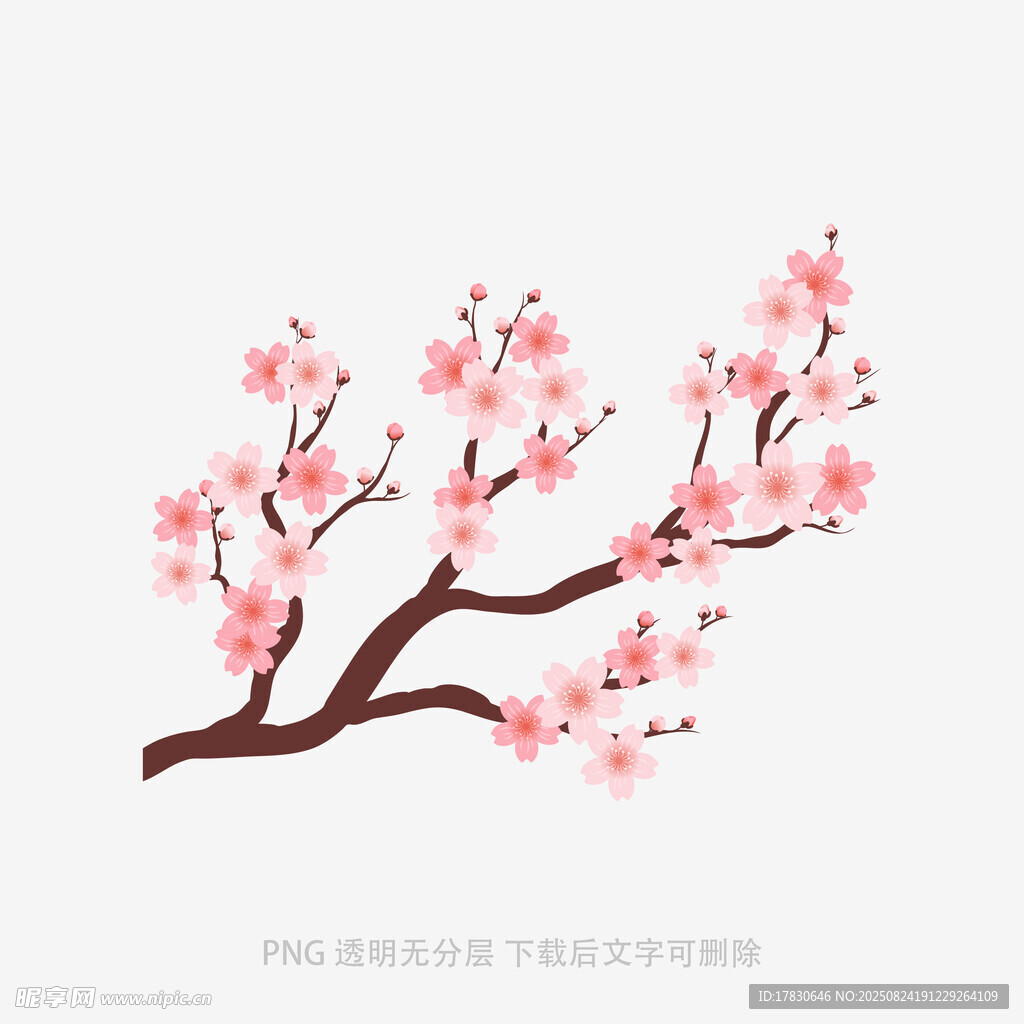 粉色梅花枝插画