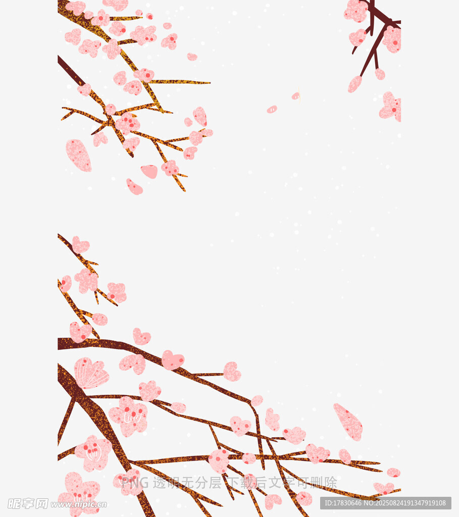 春日绽放的粉嫩樱花枝