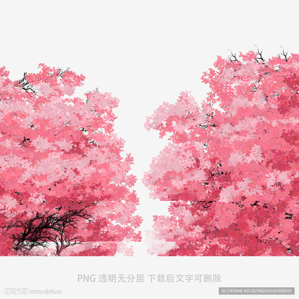 浪漫粉色樱花树景观