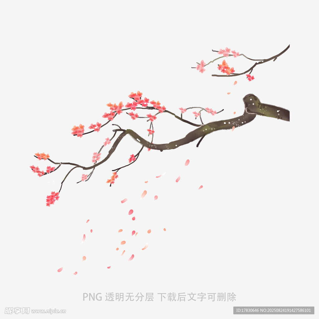 枝头红梅绽放飘洒花瓣