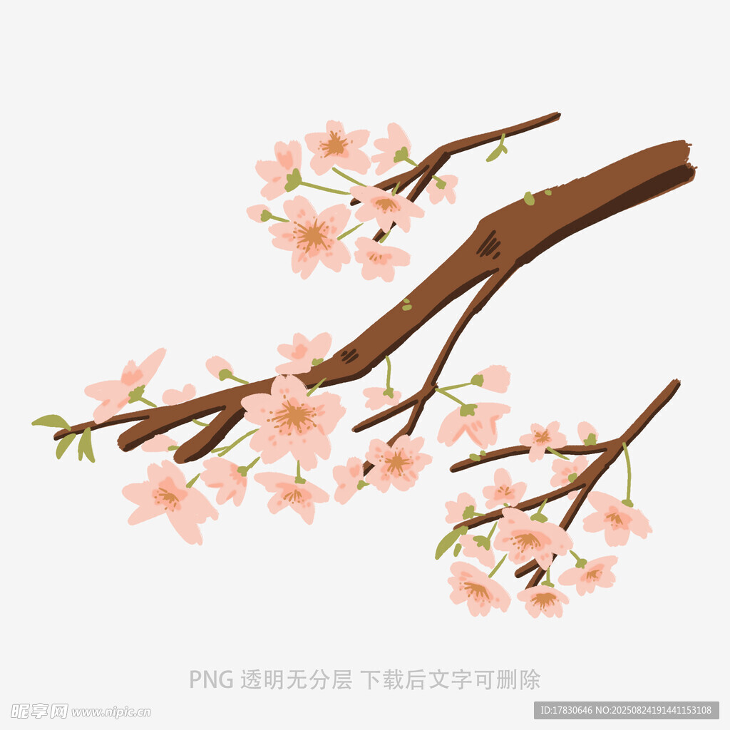 枝头绽放的粉嫩樱花