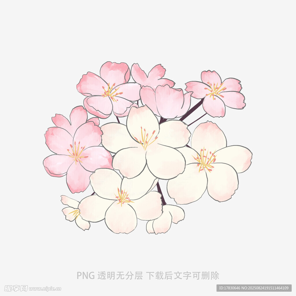 手绘粉色白色花卉插画