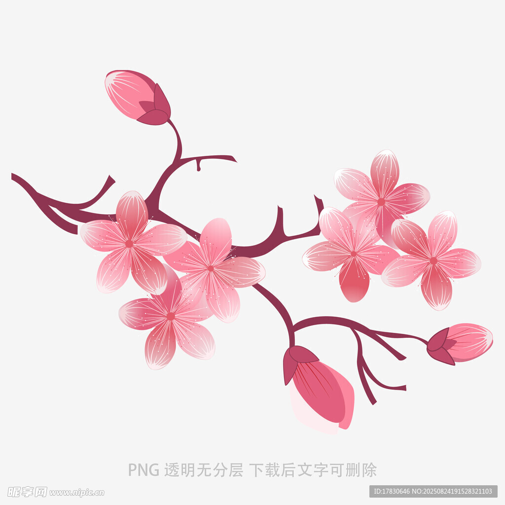 粉色樱花枝插画