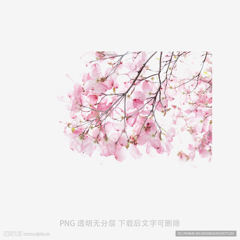 烂漫樱花绽放枝头