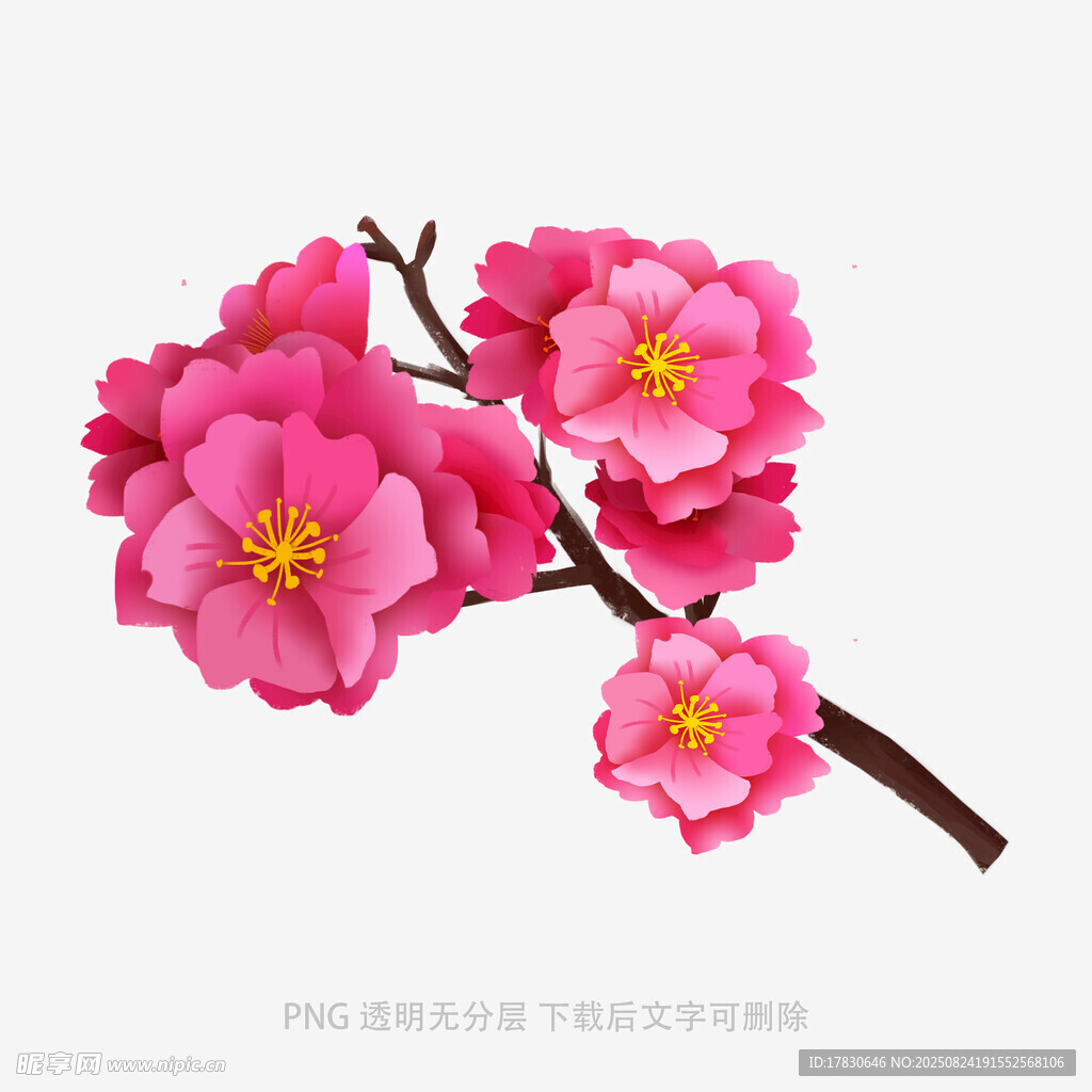 粉色娇艳梅花枝