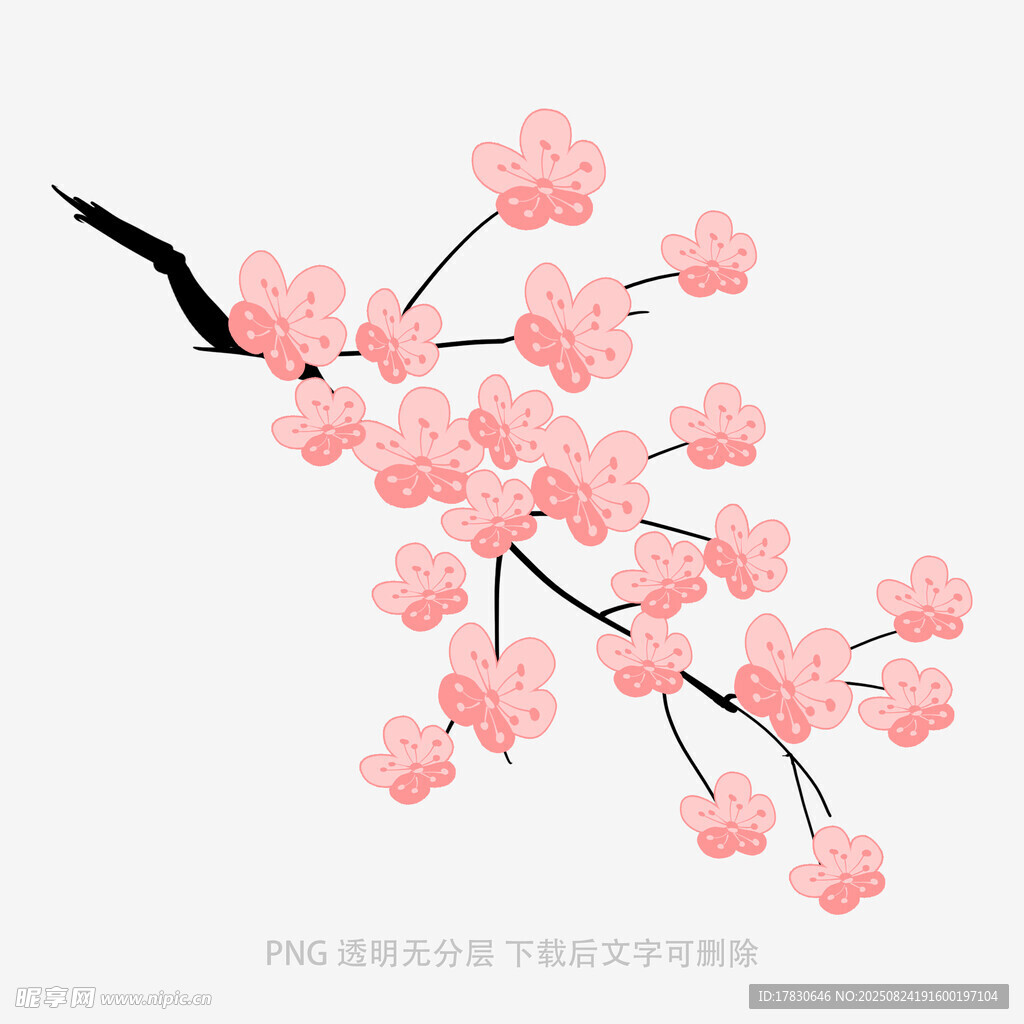 粉色樱花枝特写