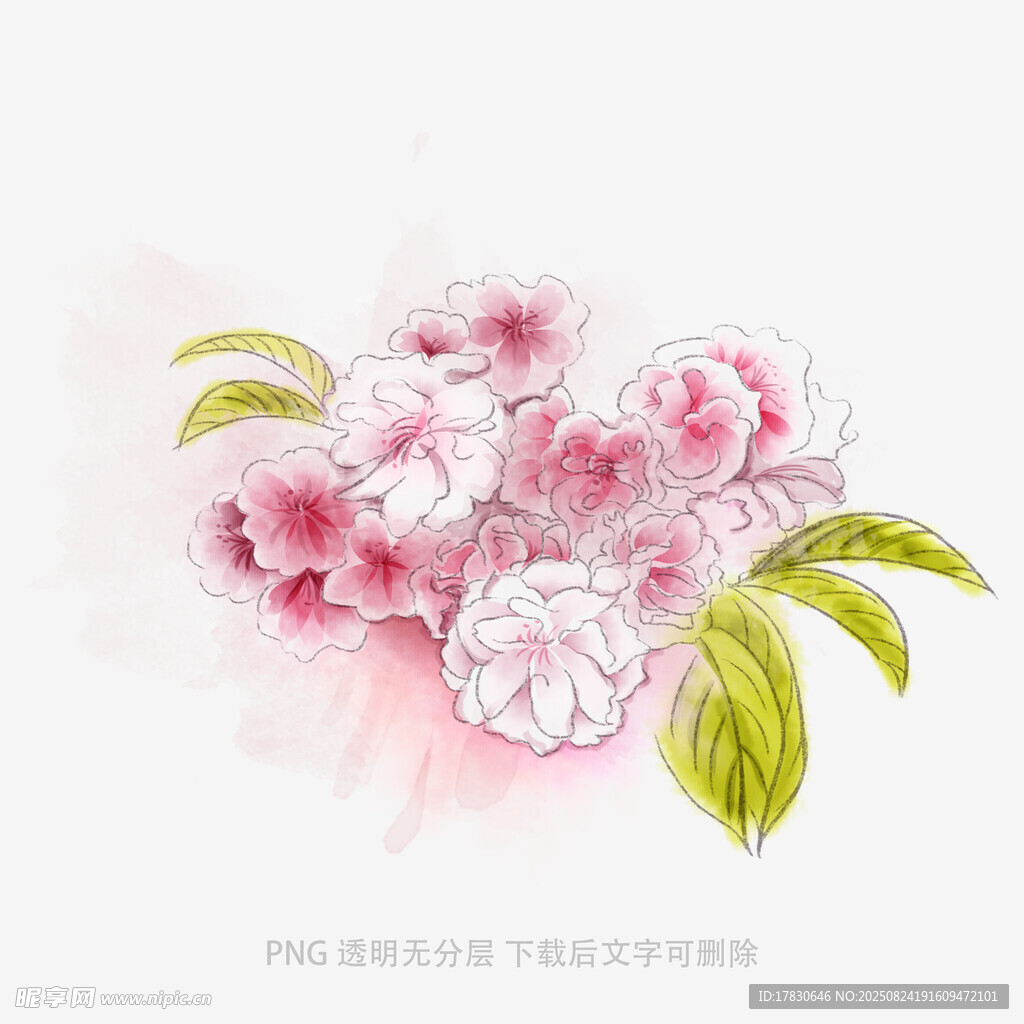 手绘粉色花卉插画