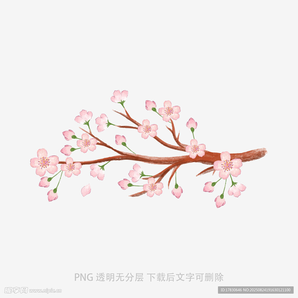 粉色樱花枝插画