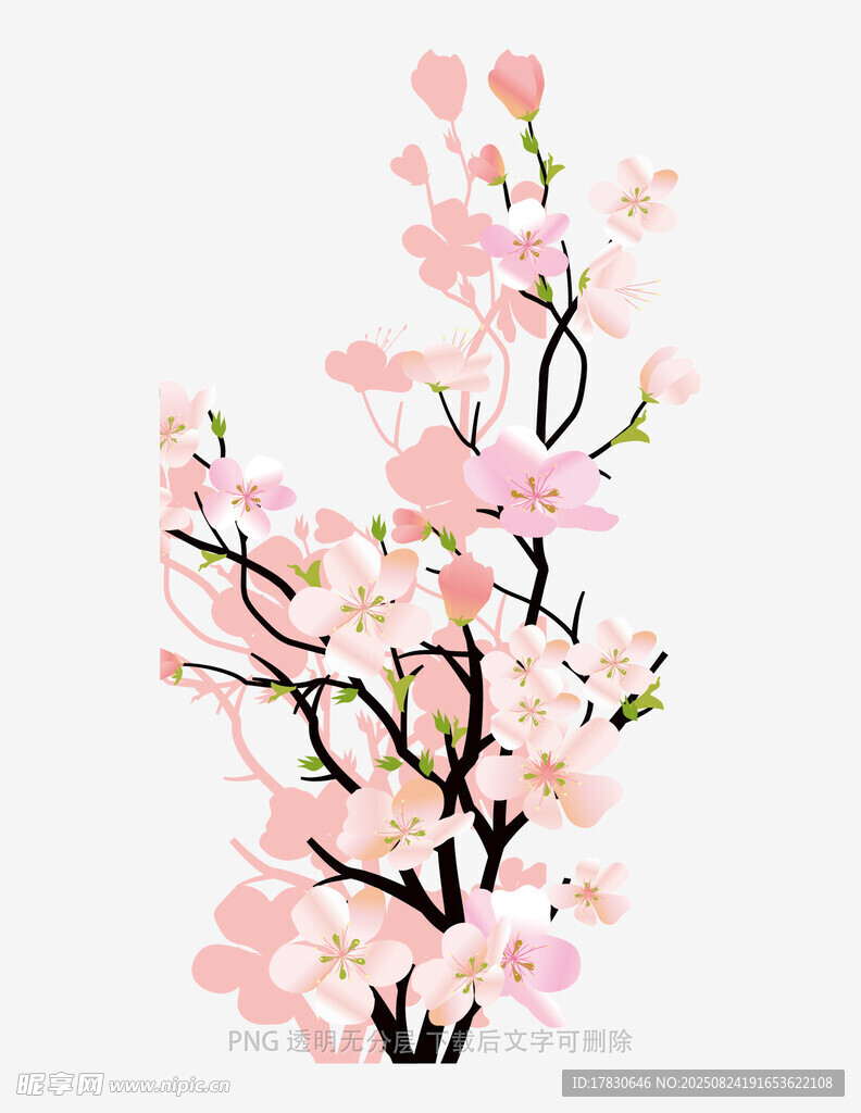 粉色樱花枝插画