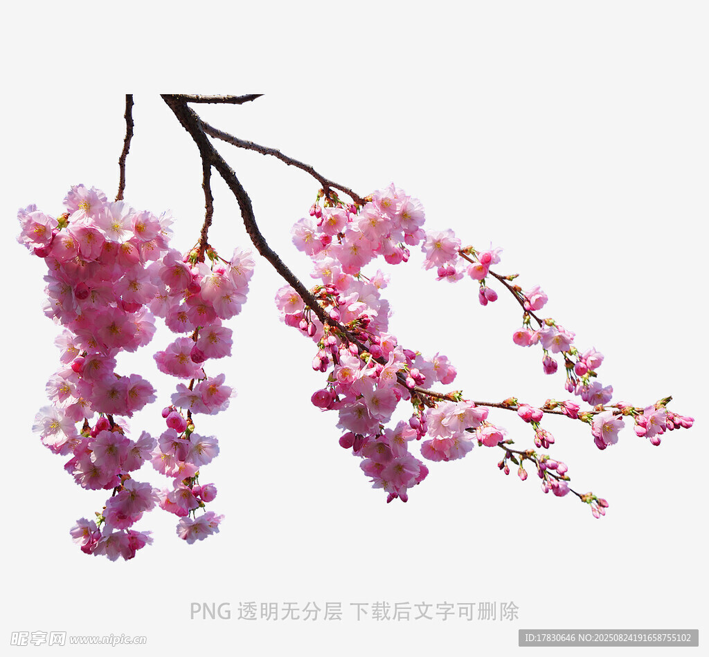 垂枝粉樱绽放枝头