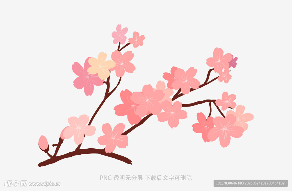 粉色樱花枝插画