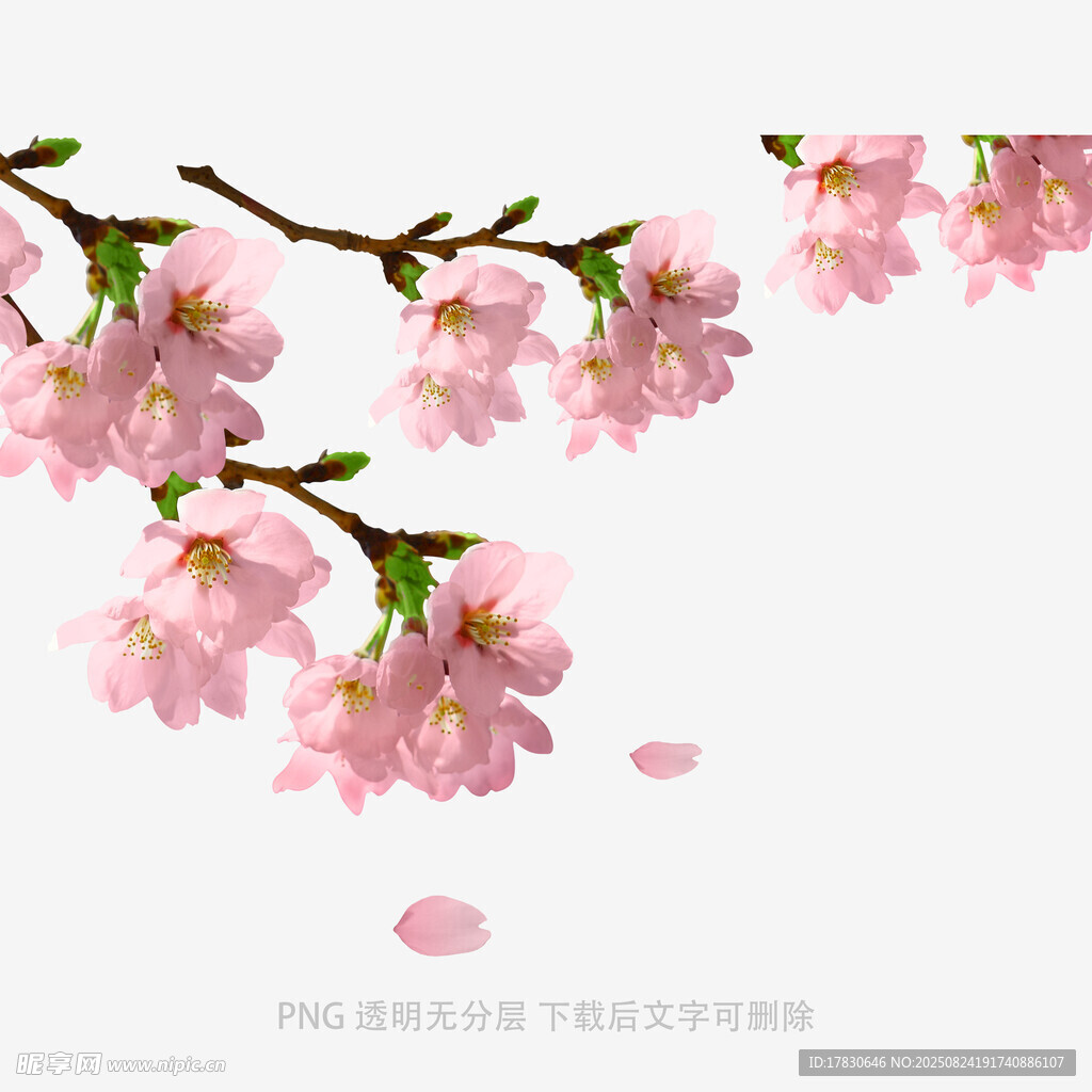 花朵