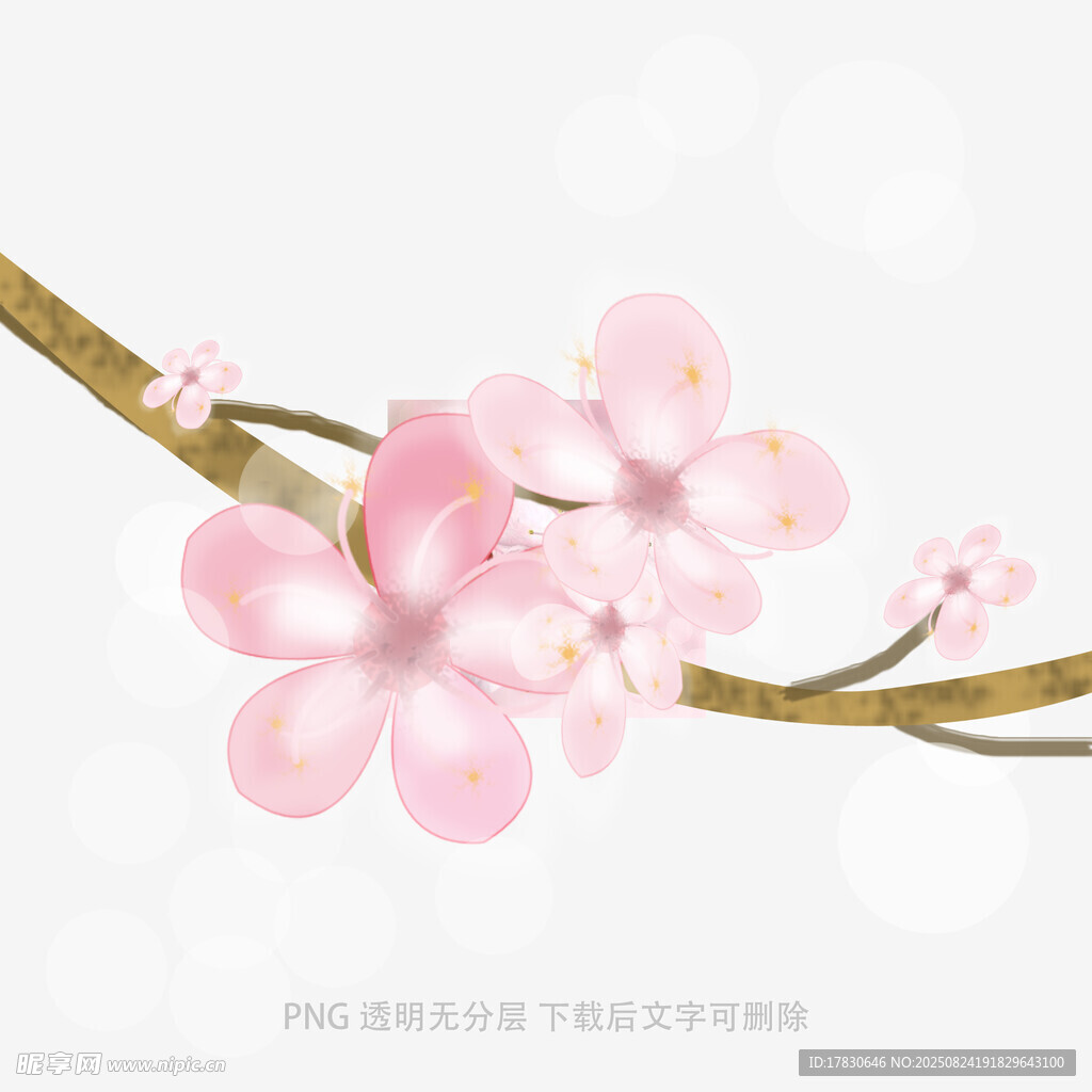 粉嫩樱花枝上绽