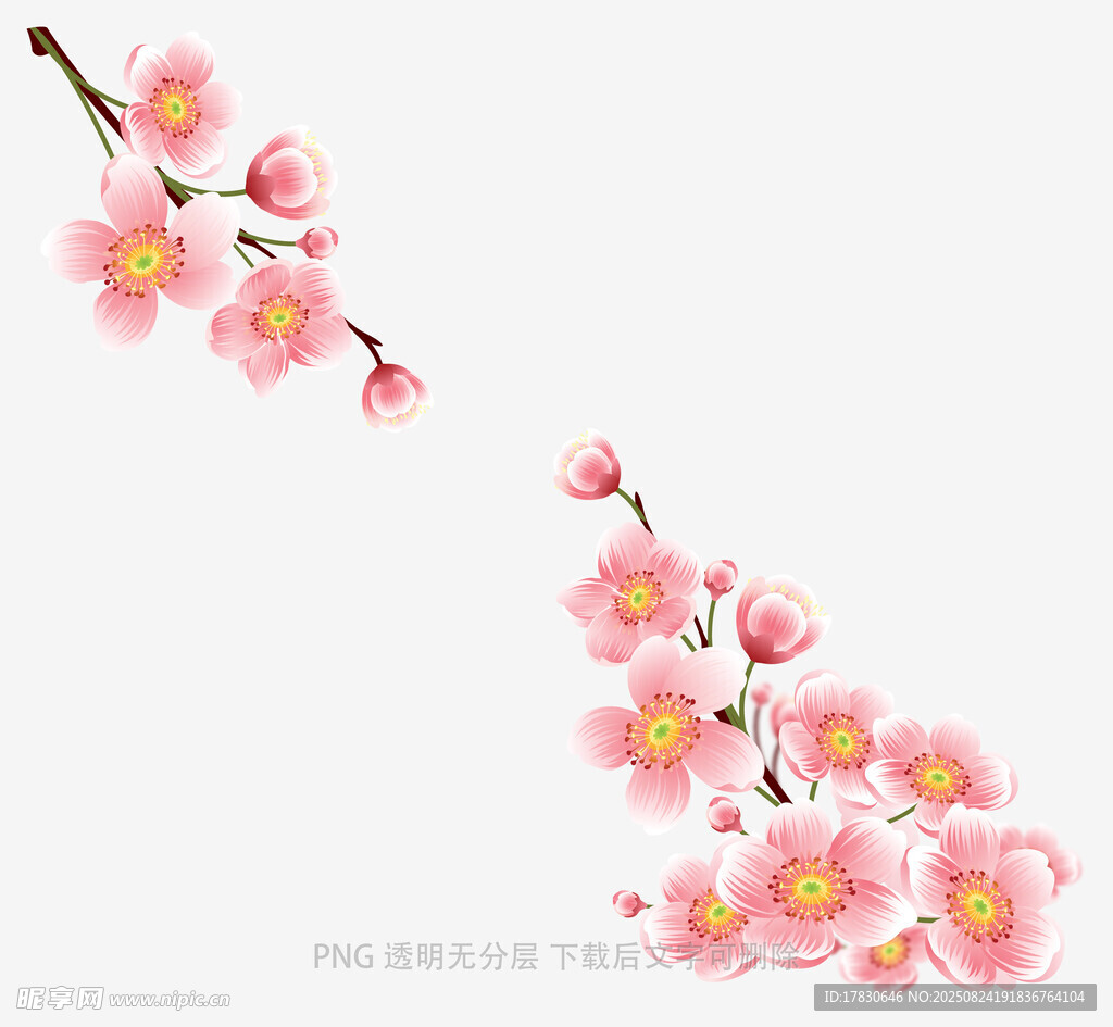 粉色绽放的柔美梅花枝