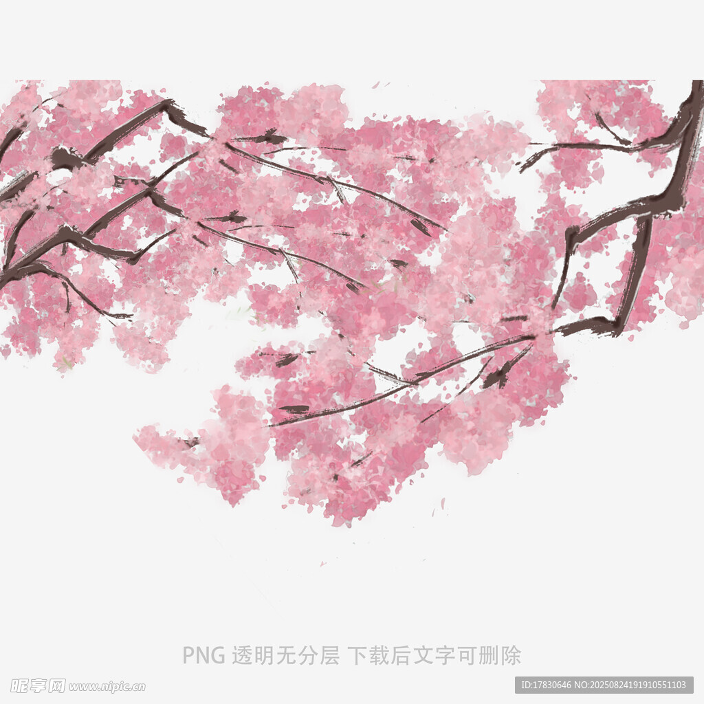 唯美粉色樱花枝头绽放