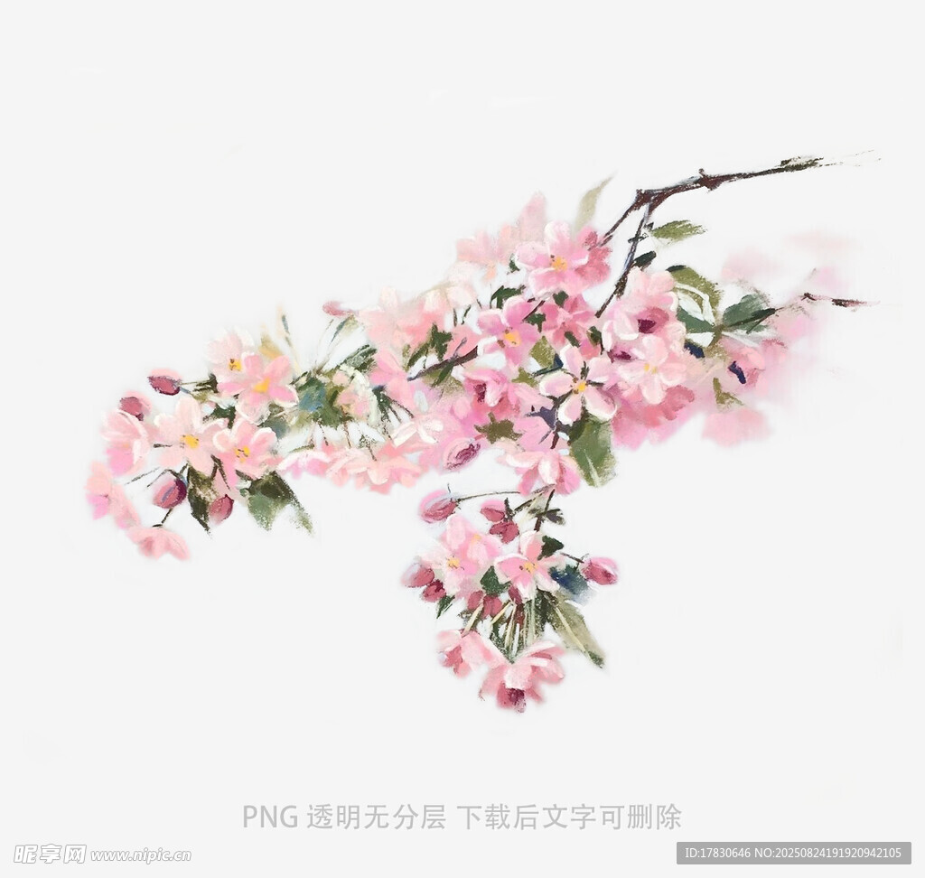 粉色烂漫樱花枝
