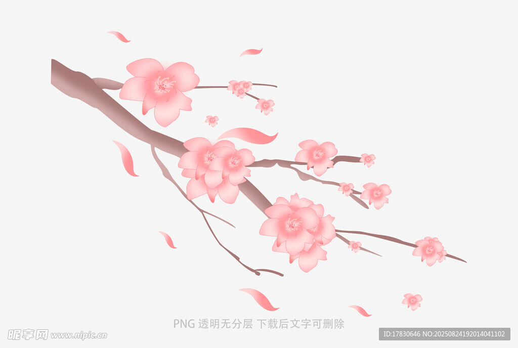 粉色绽放的美丽樱花枝