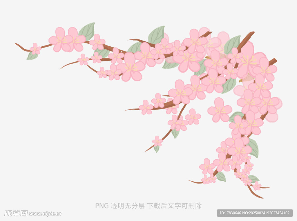 粉色樱花枝插画