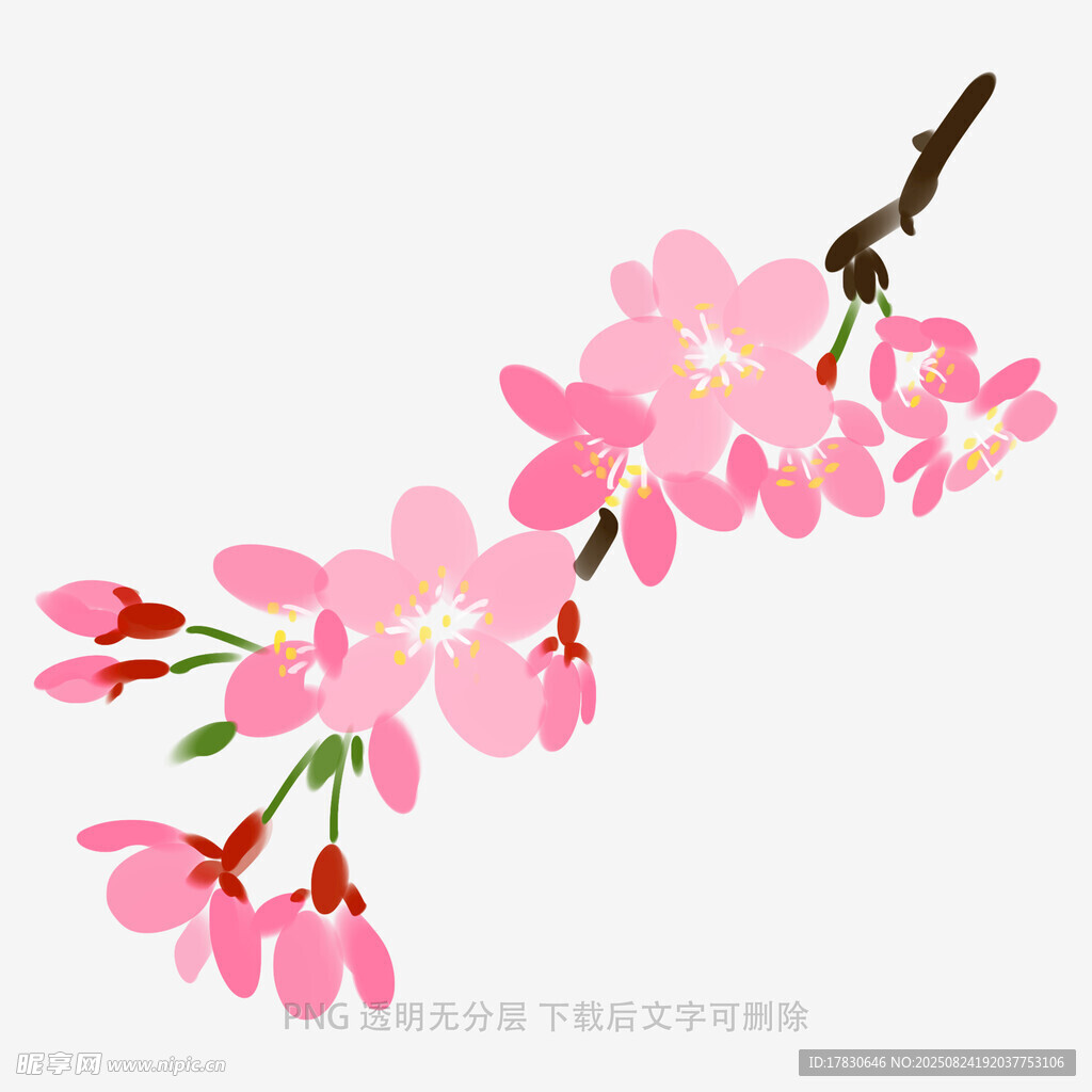 粉色烂漫樱花枝