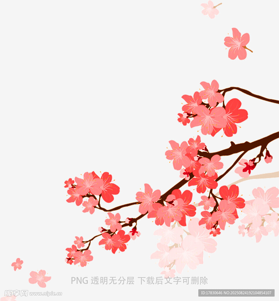枝头绽放的粉嫩樱花