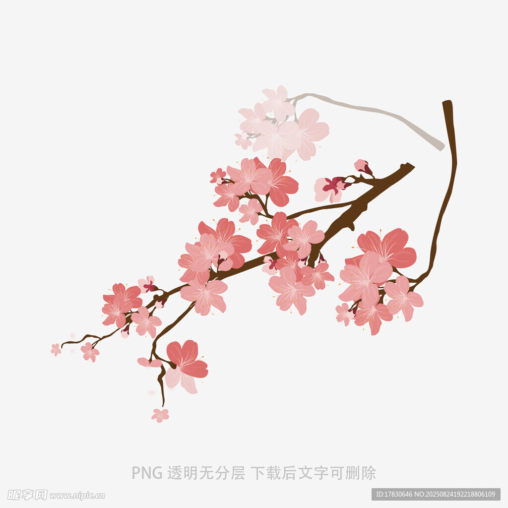 粉色樱花枝插画