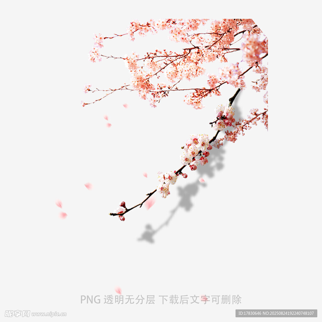 唯美粉色樱花枝剪影