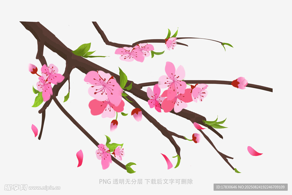 粉色桃花枝插画