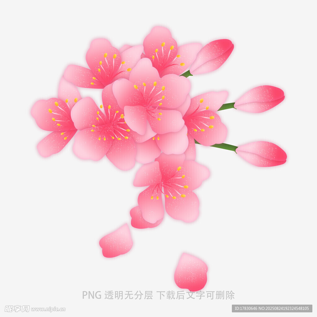 粉色烂漫樱花绽放