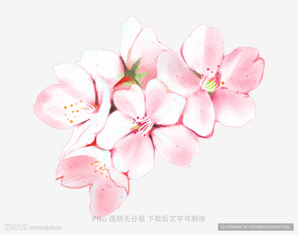 粉色樱花水彩插画