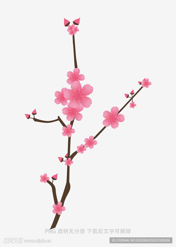 一枝绽放的粉色梅花