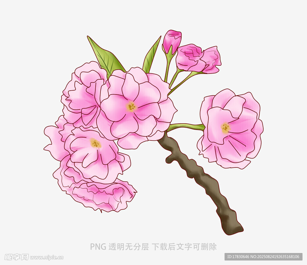 手绘粉色樱花花枝