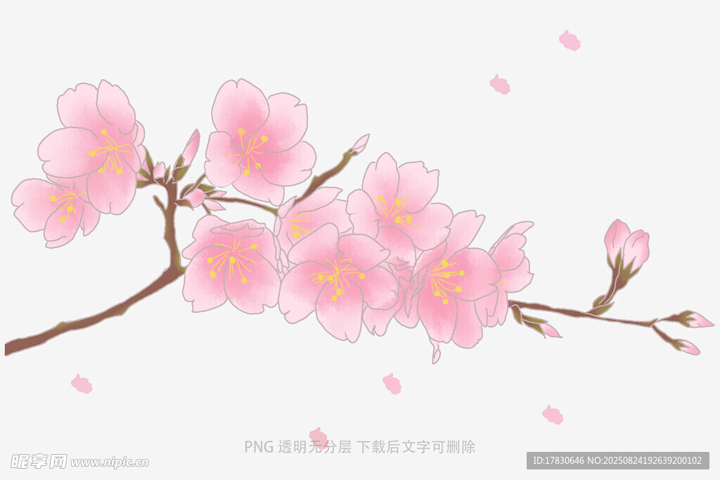 粉色烂漫樱花枝