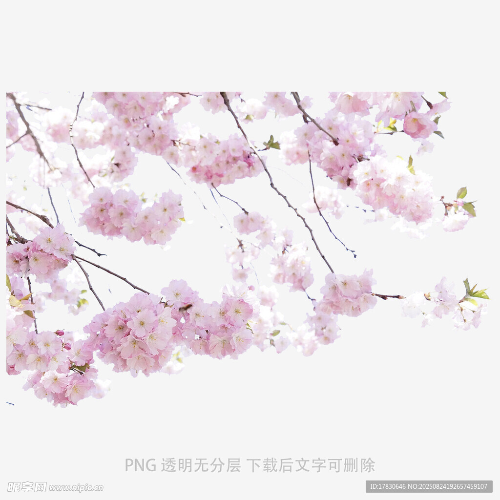烂漫樱花枝头绽放